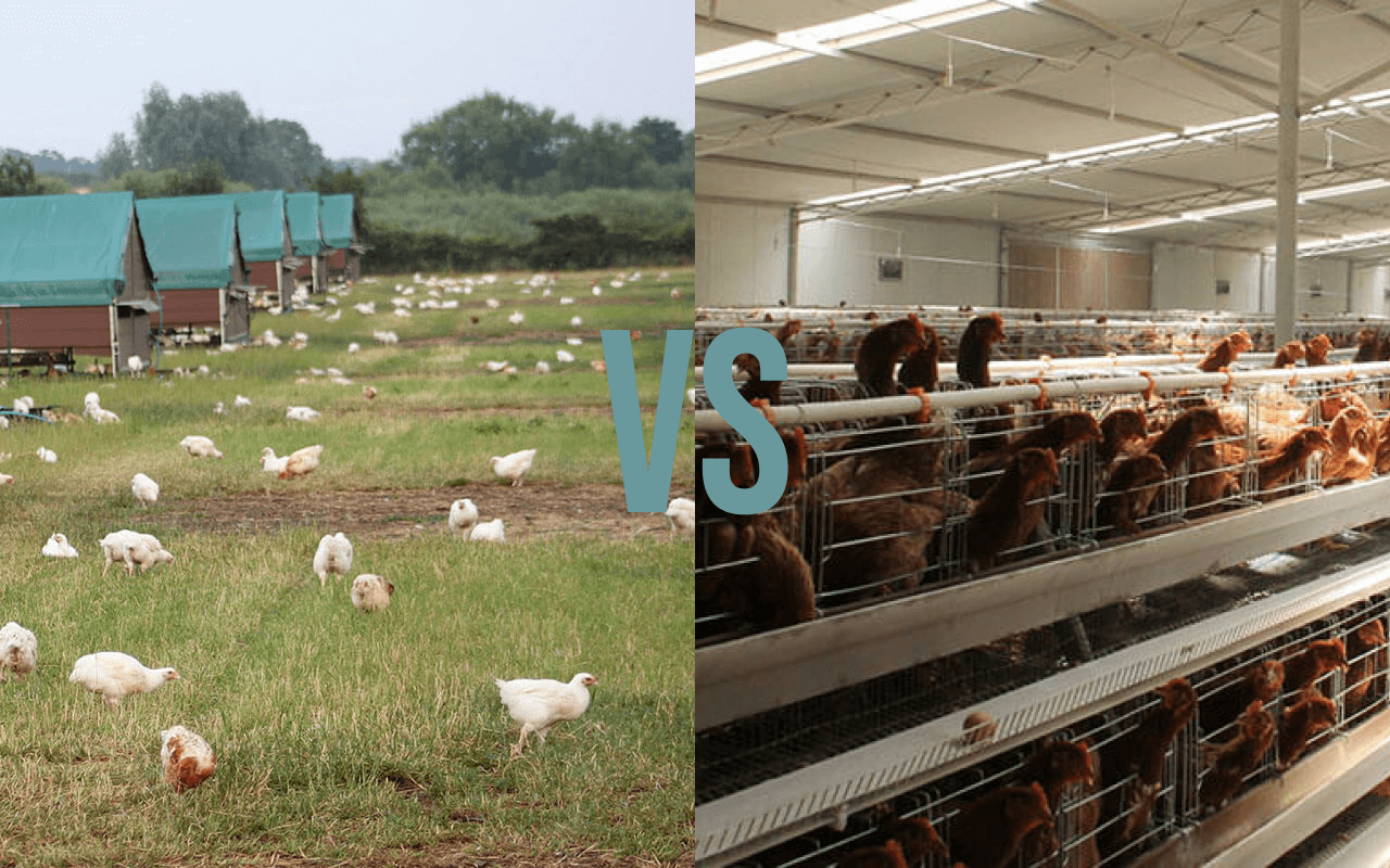 Free range vs caged poultry systems