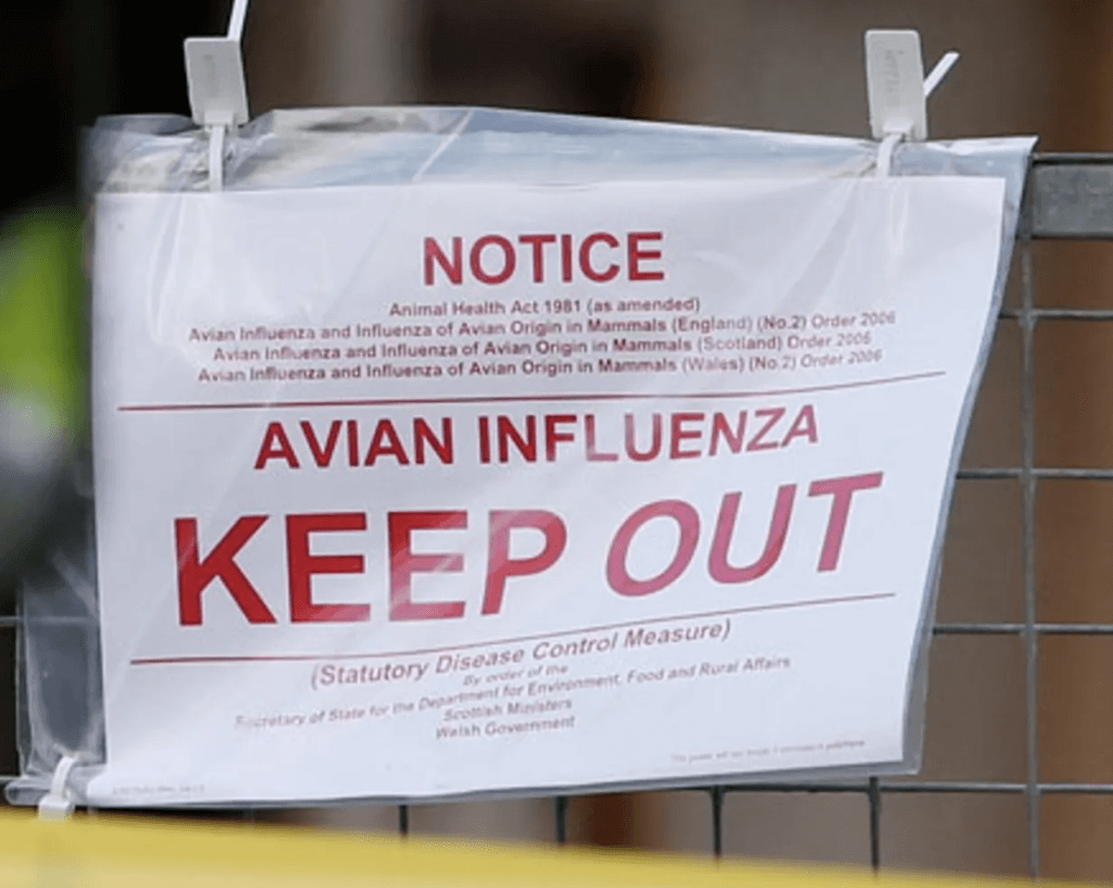 Improper administration of poultry vaccines can result to disease outbreak