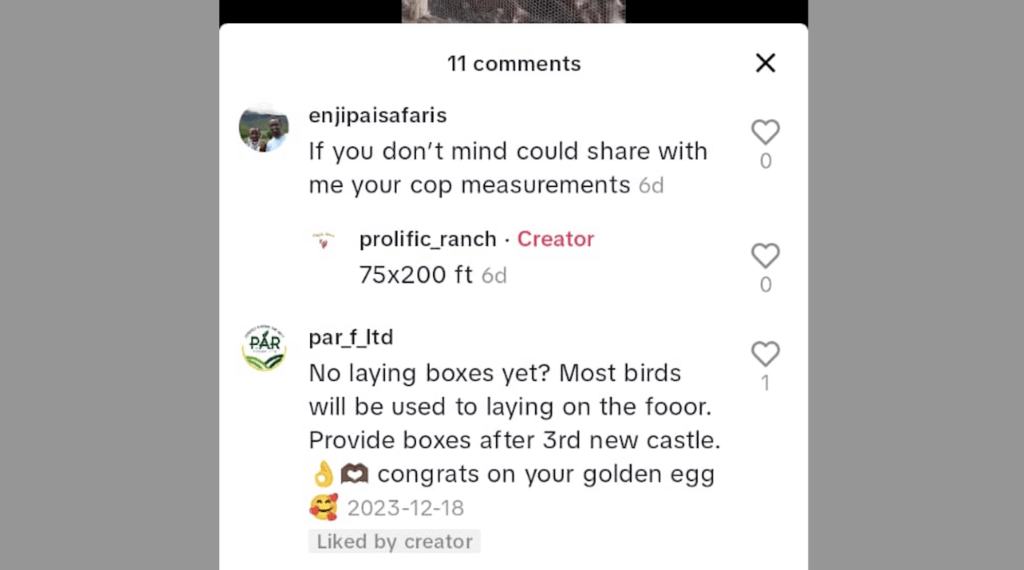 Poultry farming questions: discussions on Tiktok