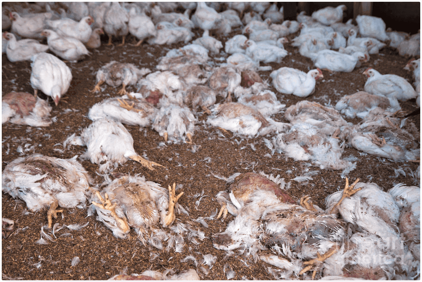 10 Symptoms of poultry diseases: How to make early diagnosis