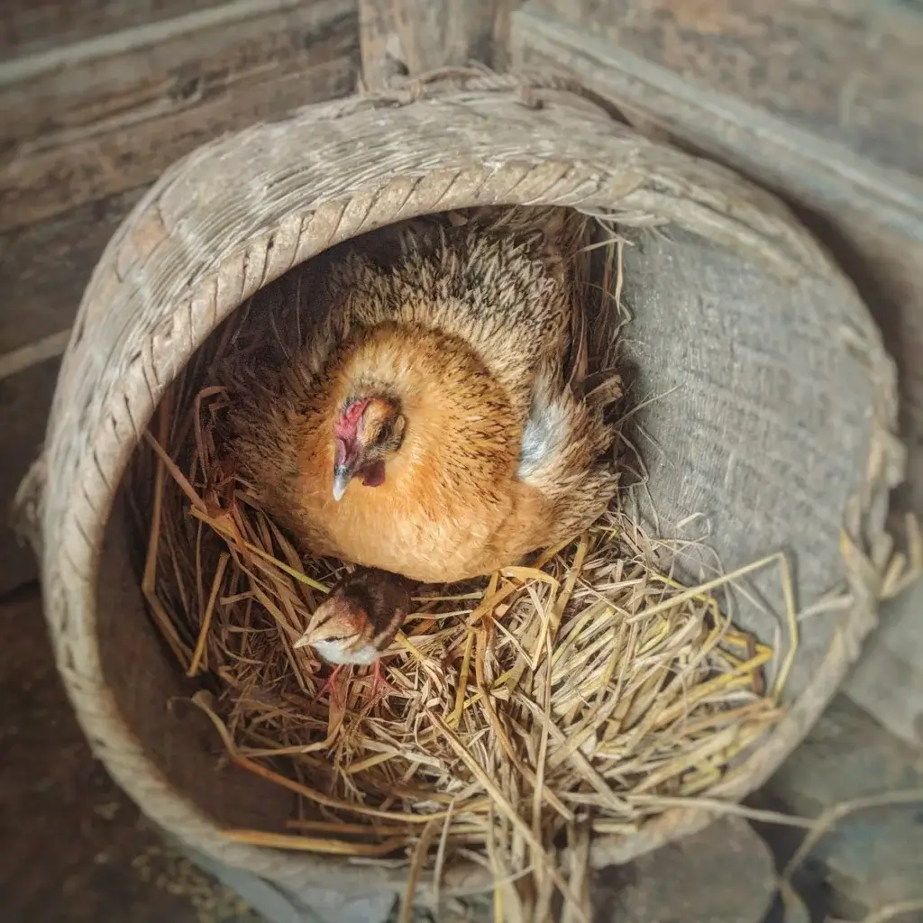 brown hen and her chicks