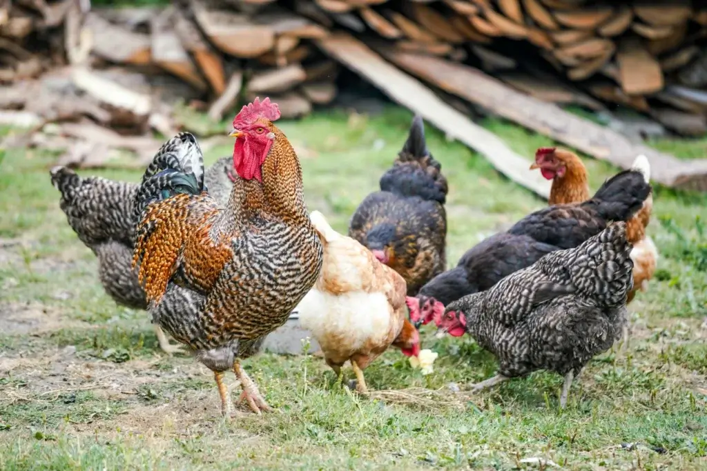 Animal welfare in poultry farming: mixed flock poultry farming