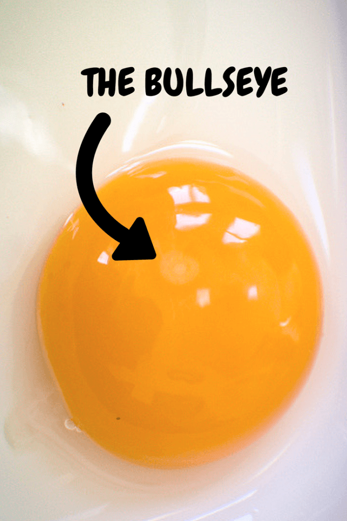 Chicken egg fertilization marker: Bullseye on an egg yolk