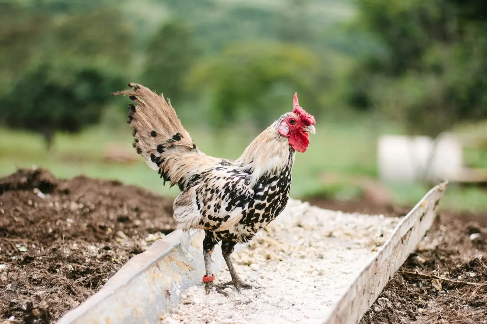 Fermented poultry feed