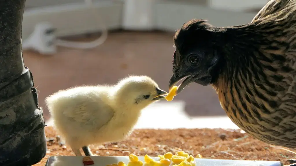 A brooding hen with its chick