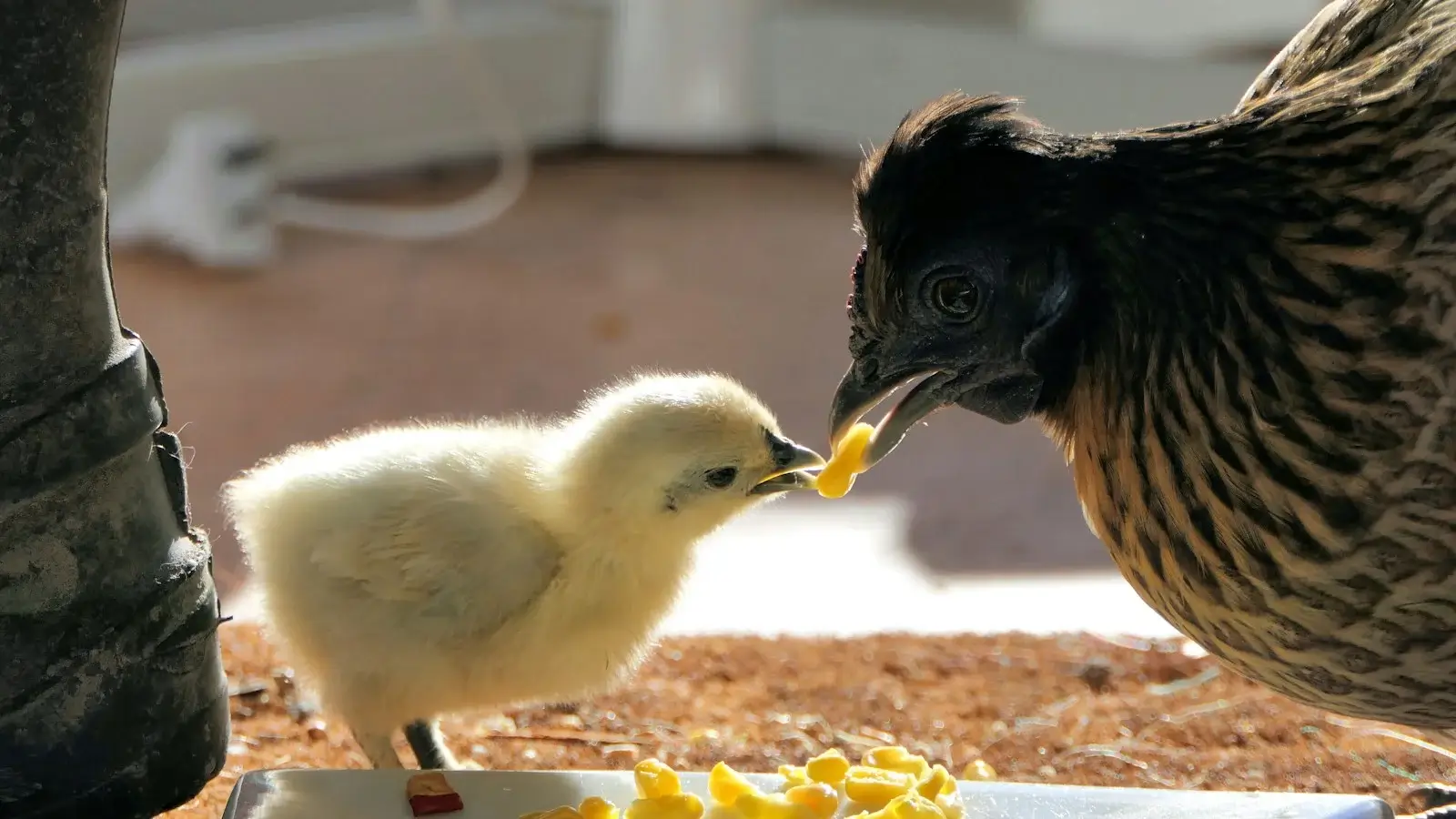 Poultry feeding schedule