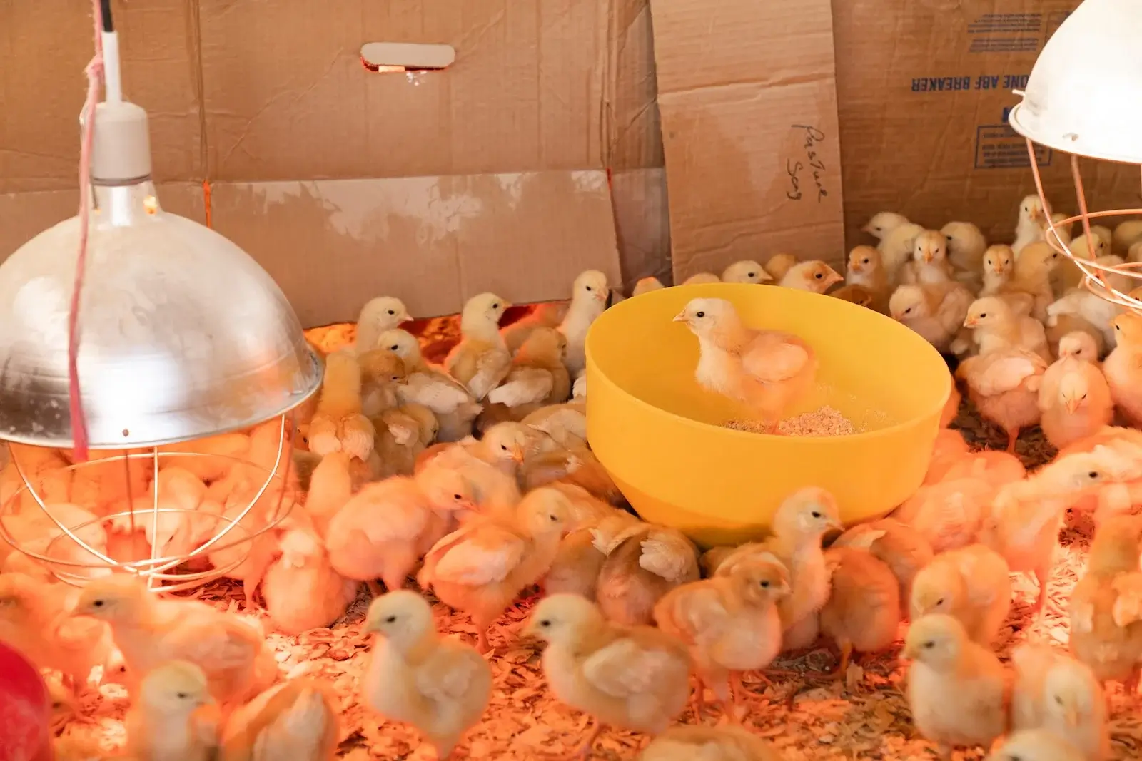 Young poultry flock in a coop