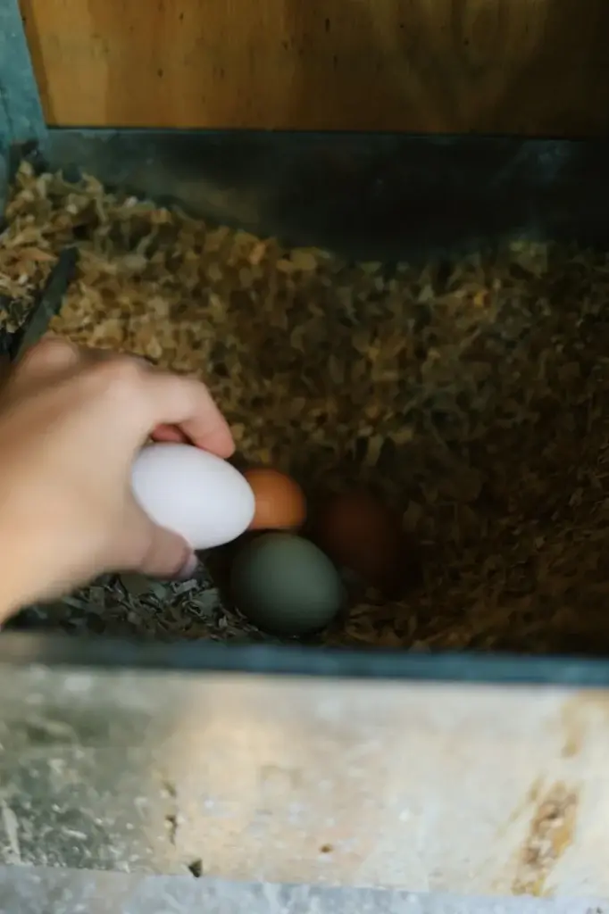 Eggs in a nesting box for a broody hen