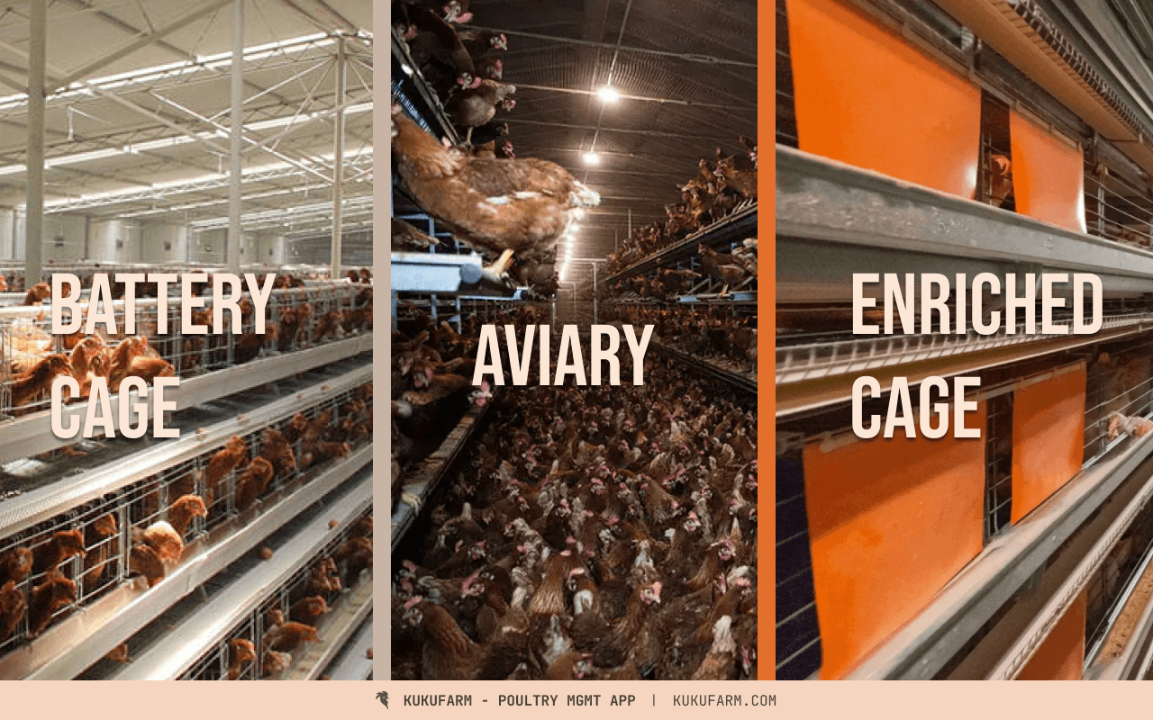 Egg production rate compared: Cage systems  better than aviary