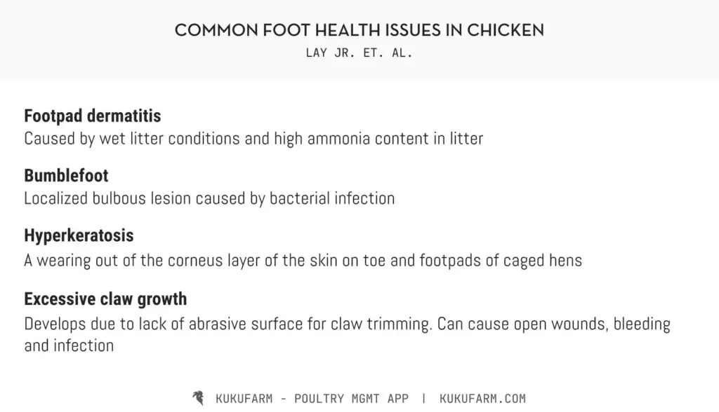 Common foot health issues in poultry