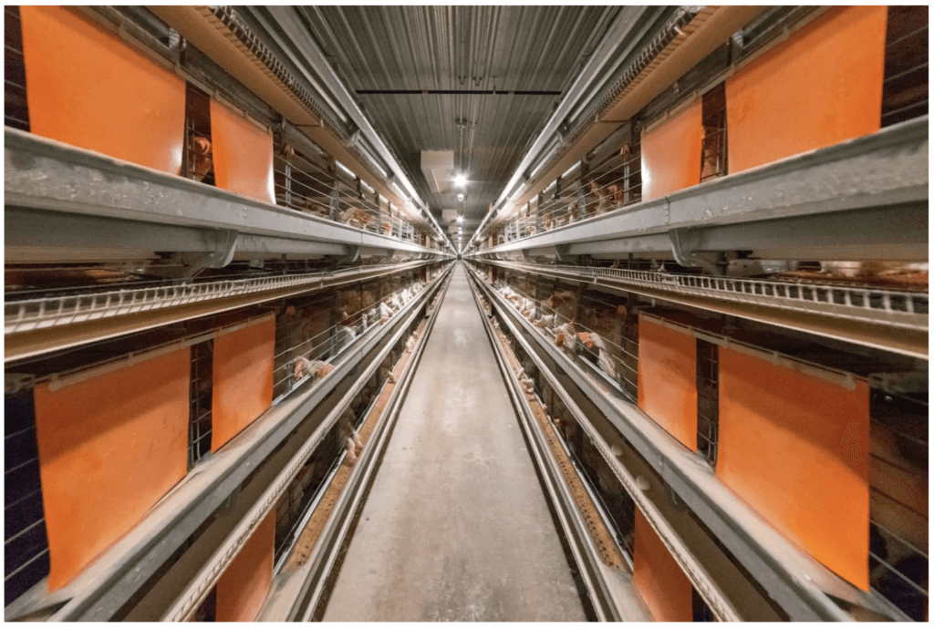 Intensive poultry systems: Furnished cage system