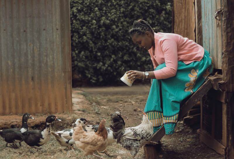 A poultry farmer with her flock