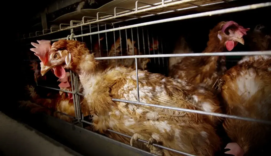 chicken in a battery cage housing system