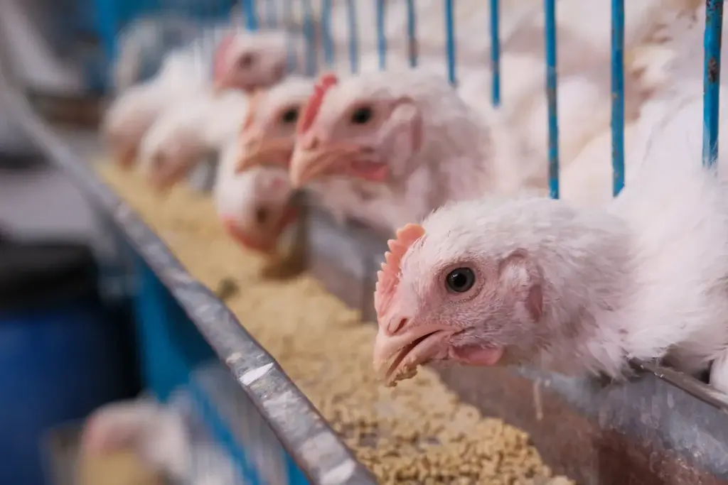 Animal welfare in poultry farming - cage poultry system