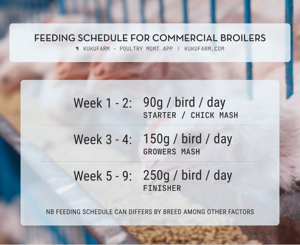 Poultry feeding switching: broilers feeding schedule; feed types and amounts