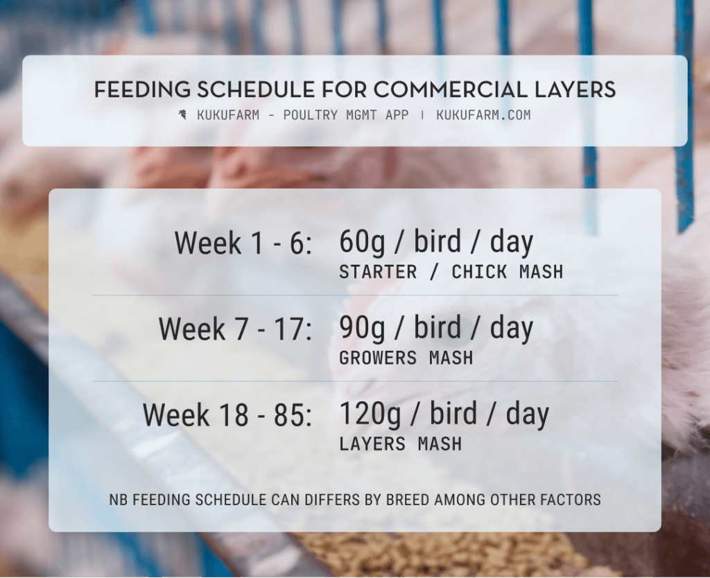 Poultry feeding switching: layers feeding schedule; feed types and amounts