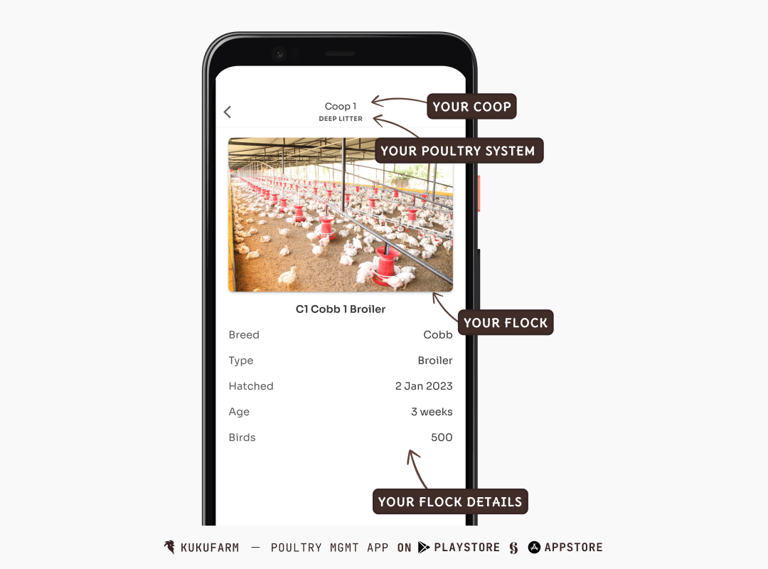 A coop set to deep litter poultry system - Kukufarm poultry app - flock hatch date and age in view