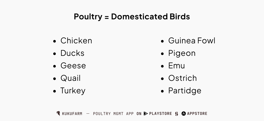 Poultry terms and definitions: Poultry = domesticated birds