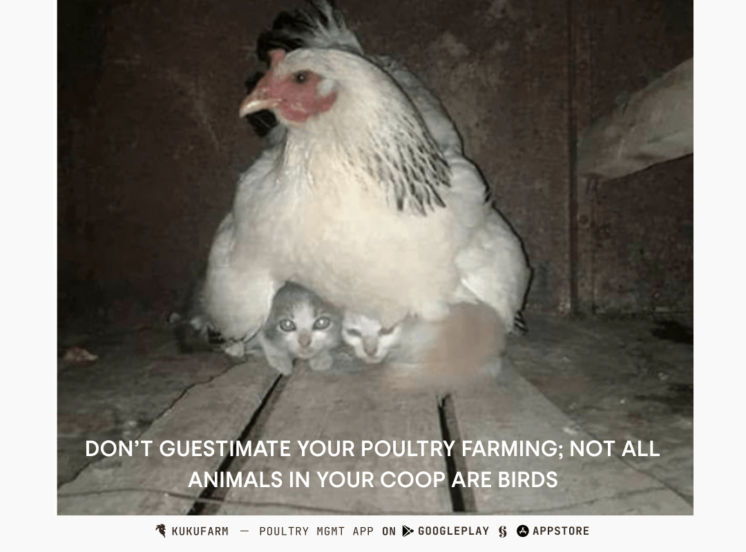 Subscribe to Kukufarm and practice data based poultry farming