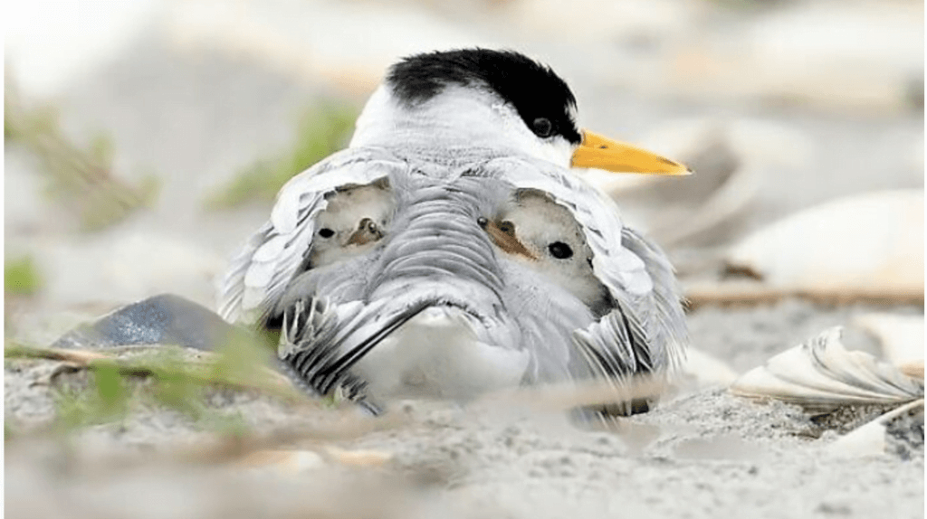 poultry record keeping - a bird with its chicks