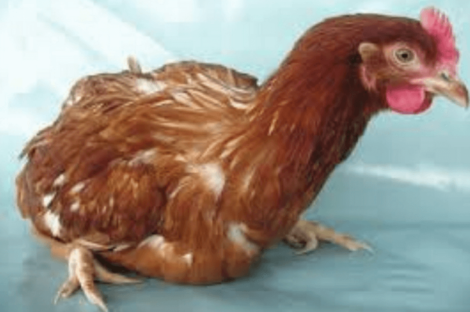 Poultry systems diseases - chicken suffering from cage fatigue